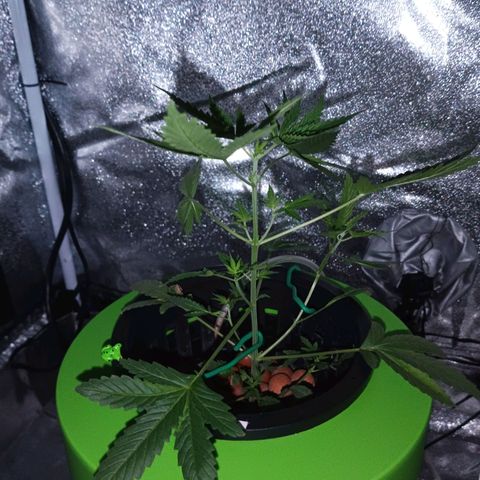 Auto Speed Bud#1 growlog timeline photo