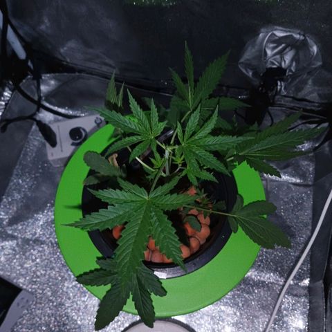 Auto Speed Bud#1 growlog timeline photo