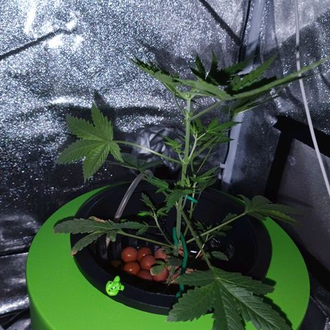 Auto Speed Bud#1 growlog timeline photo