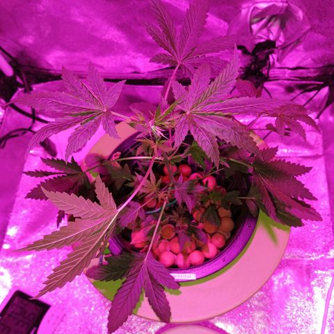 Auto Speed Bud#1 growlog timeline photo
