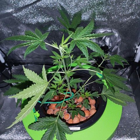Auto Speed Bud#1 growlog timeline photo