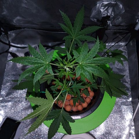 Auto Speed Bud#1 growlog timeline photo