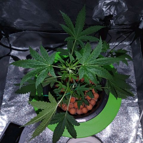 Auto Speed Bud#1 growlog timeline photo