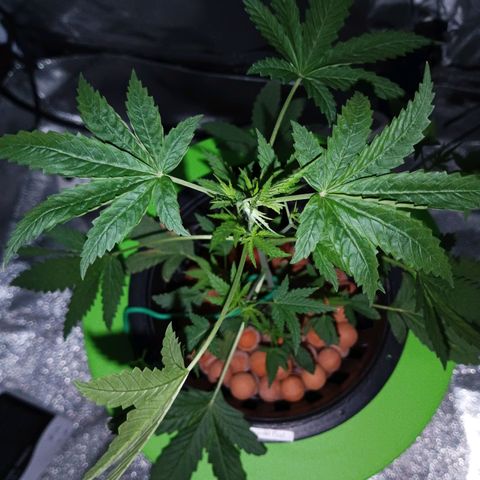 Auto Speed Bud#1 growlog timeline photo