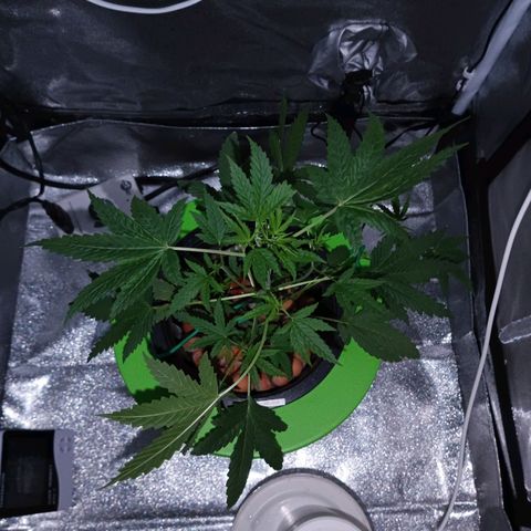 Auto Speed Bud#1 growlog timeline photo