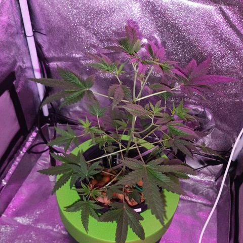 Auto Speed Bud#1 growlog timeline photo