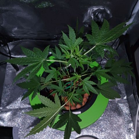 Auto Speed Bud#1 growlog timeline photo