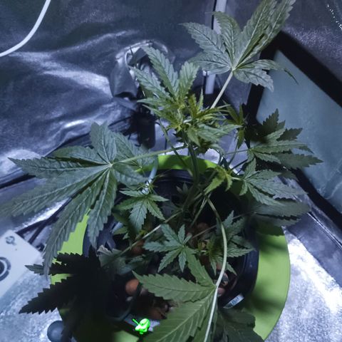 Auto Speed Bud#1 growlog timeline photo