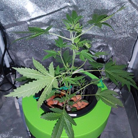 Auto Speed Bud#1 growlog timeline photo