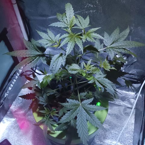 Auto Speed Bud#1 growlog timeline photo