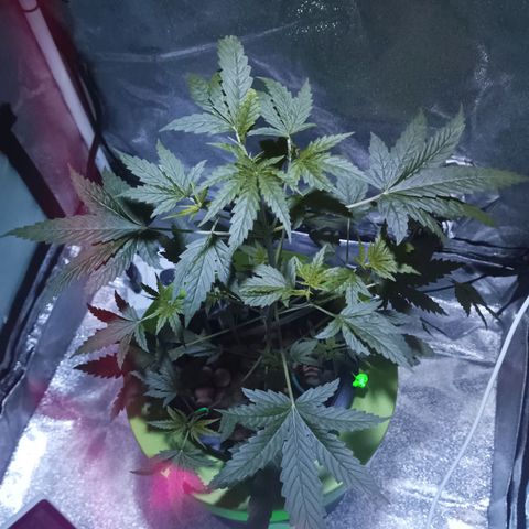 Auto Speed Bud#1 growlog timeline photo