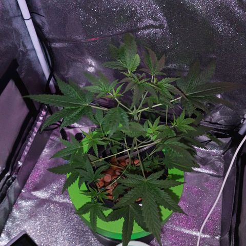 Auto Speed Bud#1 growlog timeline photo