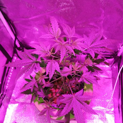 Auto Speed Bud#1 growlog timeline photo