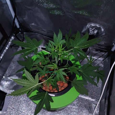 Auto Speed Bud#1 growlog timeline photo