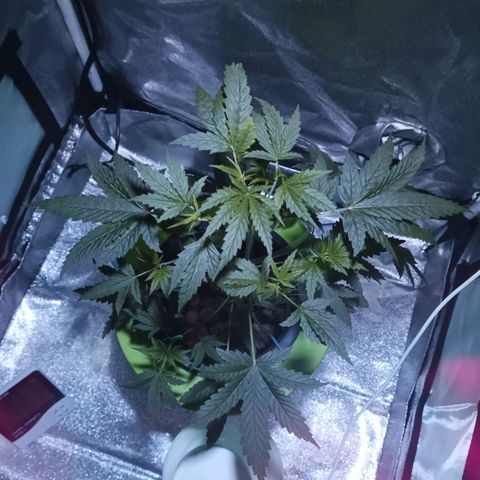 Auto Speed Bud#1 growlog timeline photo