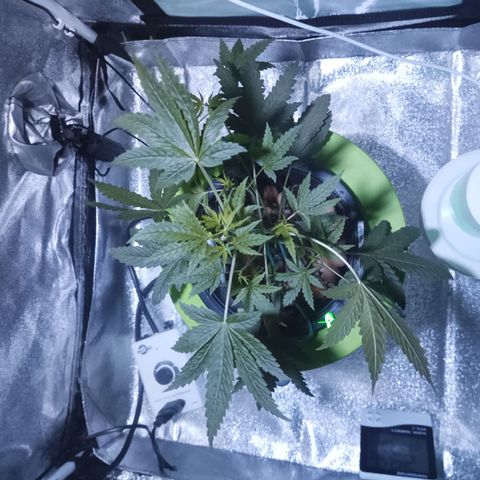 Auto Speed Bud#1 growlog timeline photo