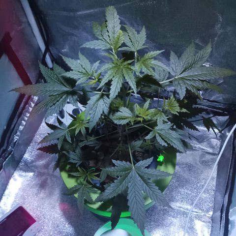 Auto Speed Bud#1 growlog timeline photo