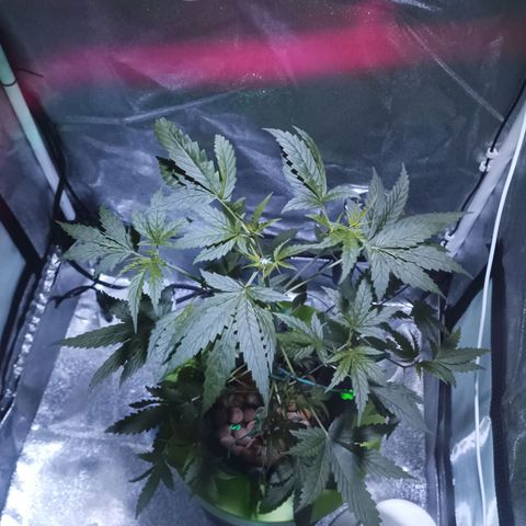Auto Speed Bud#1 growlog timeline photo