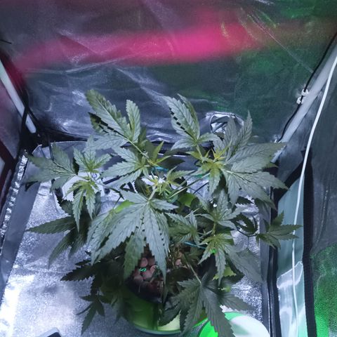 Auto Speed Bud#1 growlog timeline photo