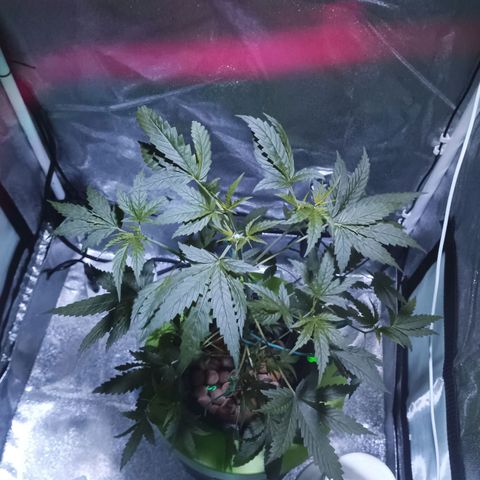 Auto Speed Bud#1 growlog timeline photo
