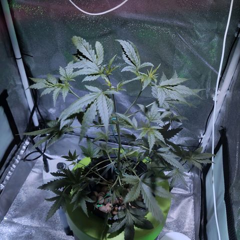 Auto Speed Bud#1 growlog timeline photo