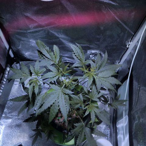 Auto Speed Bud#1 growlog timeline photo