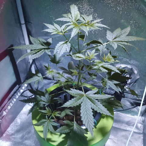 Auto Speed Bud#1 growlog timeline photo