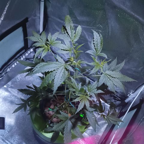 Auto Speed Bud#1 growlog timeline photo