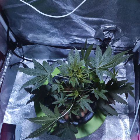 Auto Speed Bud#1 growlog timeline photo