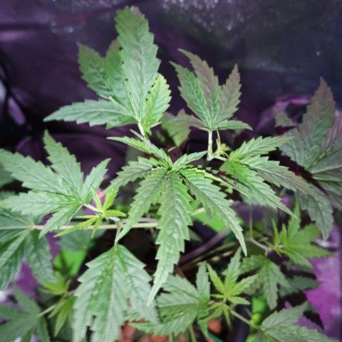 Auto Speed Bud#1 growlog timeline photo
