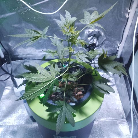 Auto Speed Bud#1 growlog timeline photo
