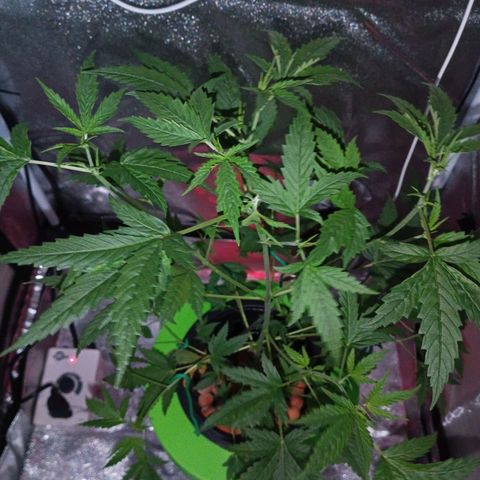 Auto Speed Bud#1 growlog timeline photo
