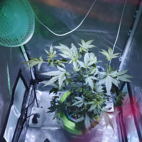 Auto Speed Bud#1 growlog timeline photo