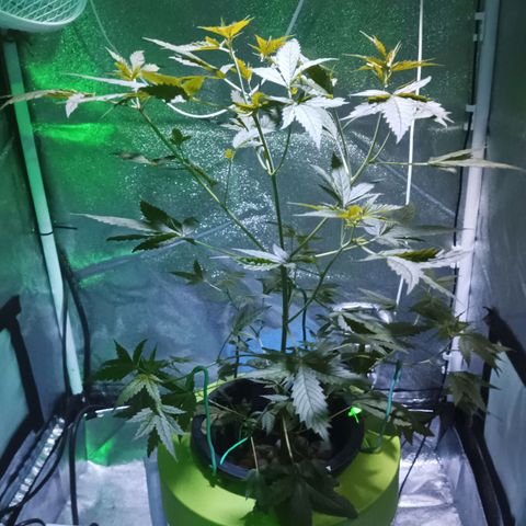 Auto Speed Bud#1 growlog timeline photo