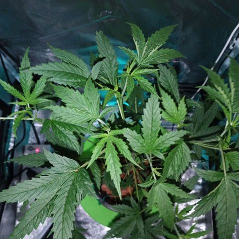 Auto Speed Bud#1 growlog timeline photo