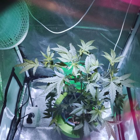 Auto Speed Bud#1 growlog timeline photo