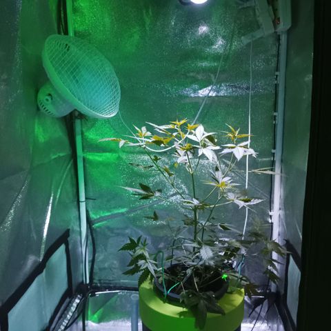 Auto Speed Bud#1 growlog timeline photo