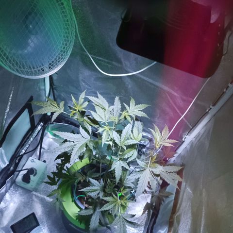 Auto Speed Bud#1 growlog timeline photo