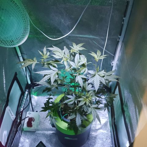 Auto Speed Bud#1 growlog timeline photo
