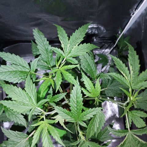 Auto Speed Bud#1 growlog timeline photo