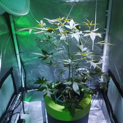 Auto Speed Bud#1 growlog timeline photo