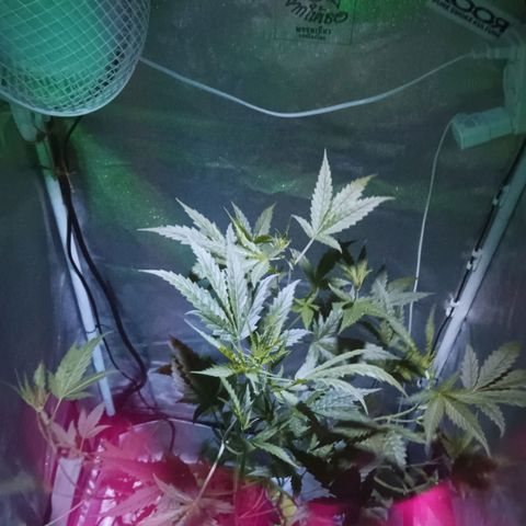 Auto Speed Bud#1 growlog timeline photo