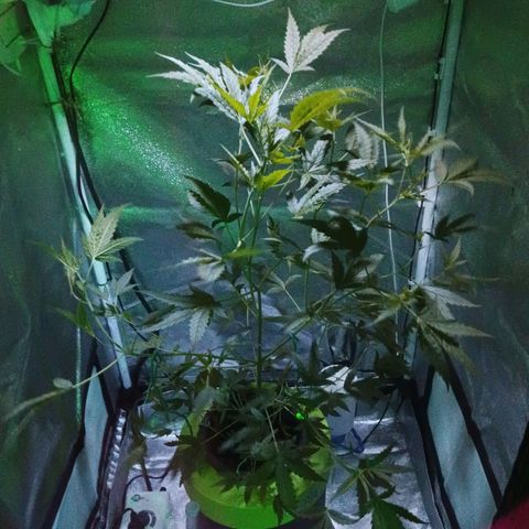 Auto Speed Bud#1 growlog timeline photo