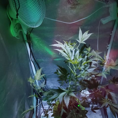 Auto Speed Bud#1 growlog timeline photo
