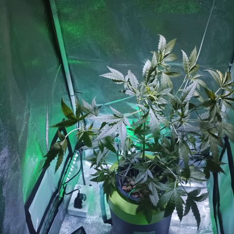 Auto Speed Bud#1 growlog timeline photo