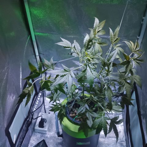 Auto Speed Bud#1 growlog timeline photo