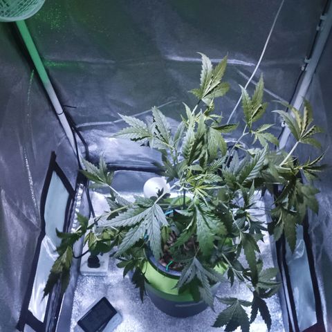 Auto Speed Bud#1 growlog timeline photo