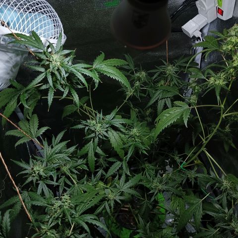 Auto Speed Bud#1 growlog timeline photo