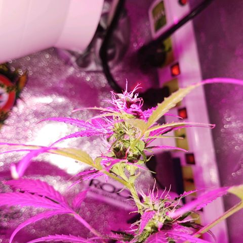 Auto Speed Bud#1 growlog timeline photo