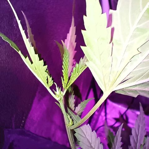 Auto Speed Bud#1 growlog timeline photo